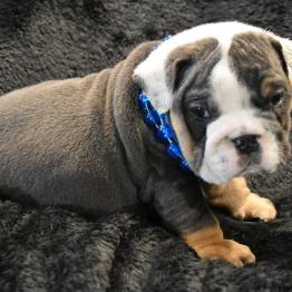 Bulldogs Menu English Bulldog Puppies For Sale