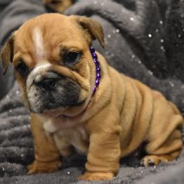 Bulldogs Menu English Bulldog Puppies For Sale