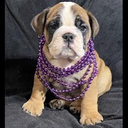 Female English Bulldog Puppy 