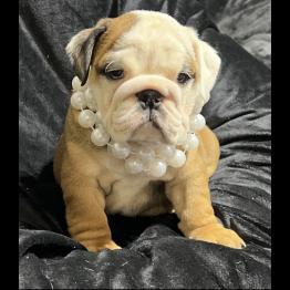 Female English Bulldog Puppy 