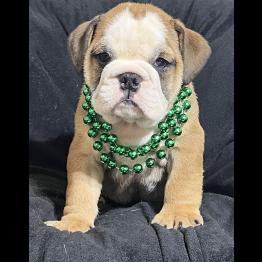 Male English Bulldog Puppy 