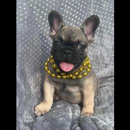French Bulldog Puppy