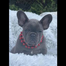 French Bulldog Puppy For Sale