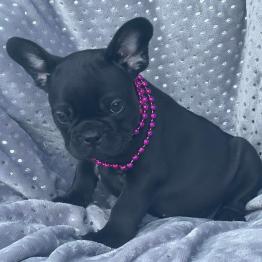 French Bulldog Puppy