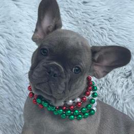 French Bulldog Available 