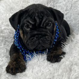Male English Bulldog Puppy For Sale