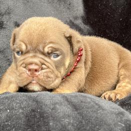 Male English Bulldog