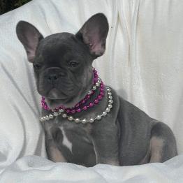 French Bulldog Puppy Available 