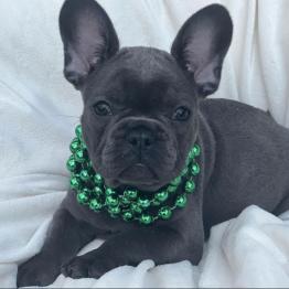 Male French Bulldog Puppy