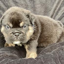 Fluffy English Bulldog Puppy