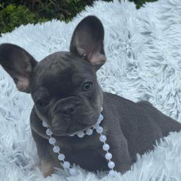 Female Frenchie For Sale