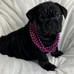 Stunning Black English Bulldog Puppy