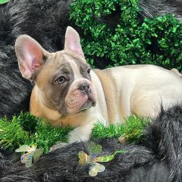 French bulldog for sale 
