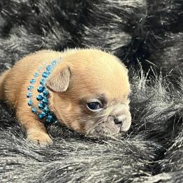 French bulldog puppy for sale 