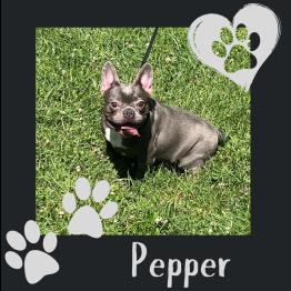 French bulldog for sale 