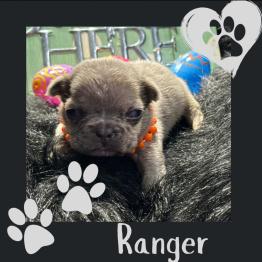 Frenchie for sale