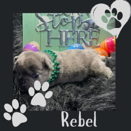 Merle Frenchie for sale 
