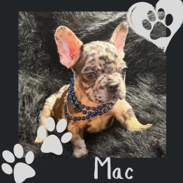 French bulldog for sale Merle 