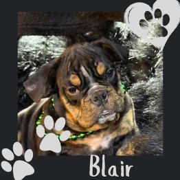 Black tri English bulldog for sale