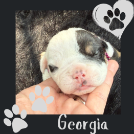 Georgia puppy