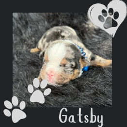 Gatsby