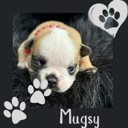Mugsy