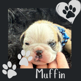 Muffin 
