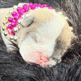 English bulldog puppy 