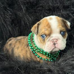 English bulldog puppy Jace 