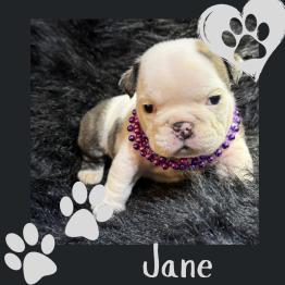Bulldog puppy Jane 