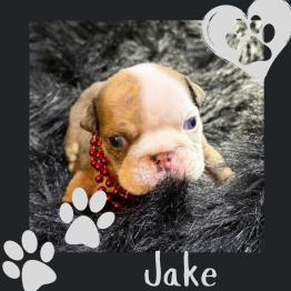 Bulldog puppy 