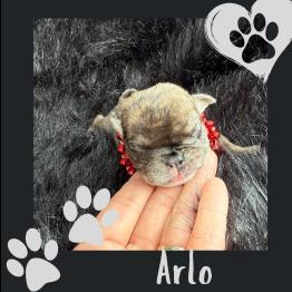Arlo 