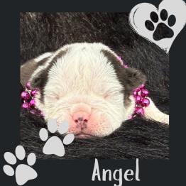 Angel 