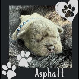 Asphalt