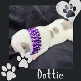 Dottie