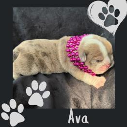 Ava 