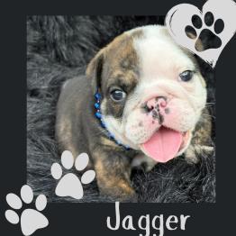 English bulldog puppy