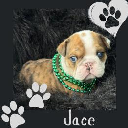 English bulldog puppy for sale 
