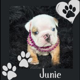 English bulldog puppy for sale 