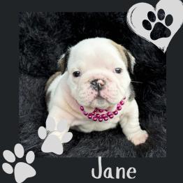 English bulldog puppy rehome 