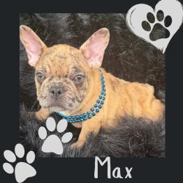 Merle Frenchie for sale