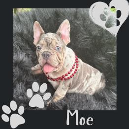 Frenchie for sale 