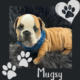 Red and white English bulldog puppy 