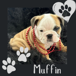 Red and white English bulldog puppy 