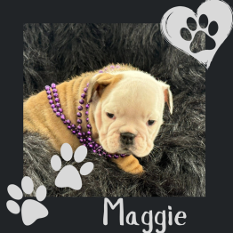Red and white English bulldog puppy 