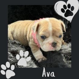 English bulldog puppy