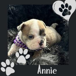 Adorable English bulldog for sale 