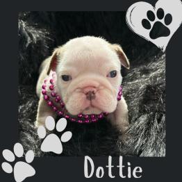 English bulldog puppy Merle female 
