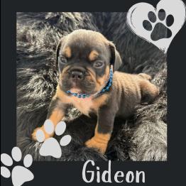Black tri English bulldog puppy for sale 