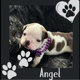 English bulldog puppy for sale 